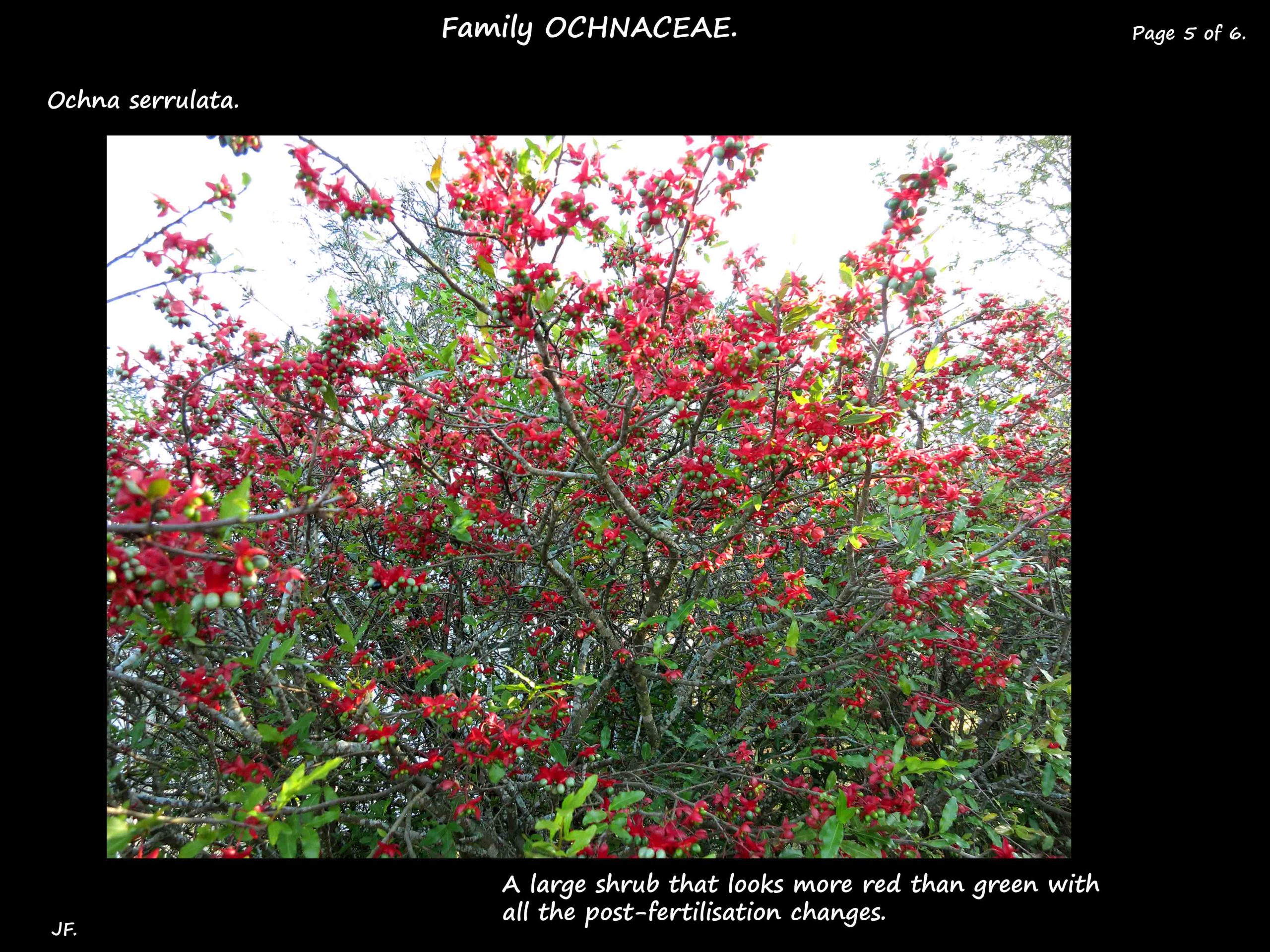 5 Ochna serrulata shrub after fertilisation